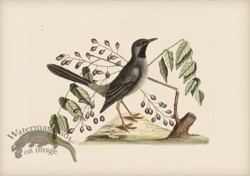 030 Red Legged Thrush